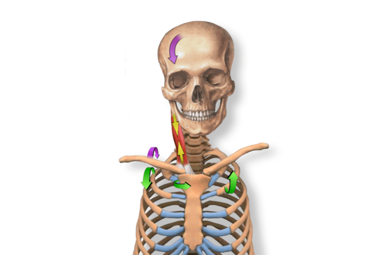 ISM for the Cranium, Neck, Upper Thorax & Shoulder Girdle - Part 2 of the ISM Series